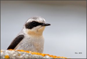 Wheatear