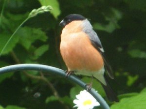 Bullfinch