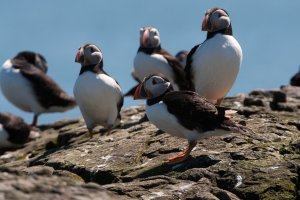 Pack of Puffins