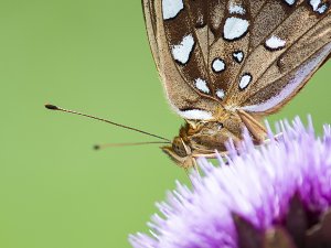 Great Spangled Fritillary