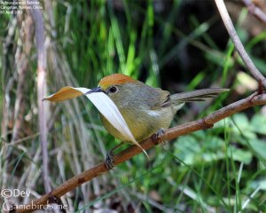 Rufous-capped Babbler