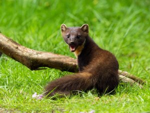 Pine Marten