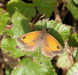 Gatekeeper (Female)