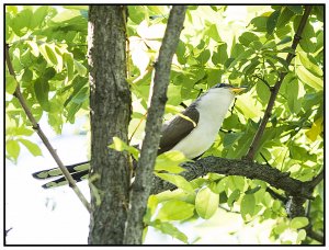 Yellow-billed Cuckoo