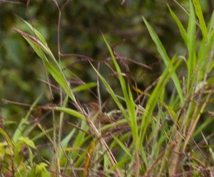 Papuan Grassbird (Megalurus macrurus)
