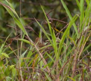 Papuan Grassbird (Megalurus macrurus)