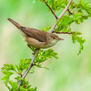 Reed Warbler or Chiff Chaff