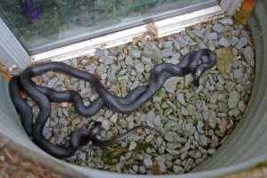 Two Black Rat Snakes