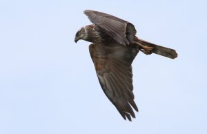 A hunting Kestrel