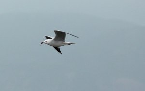 Audouins gull in flight