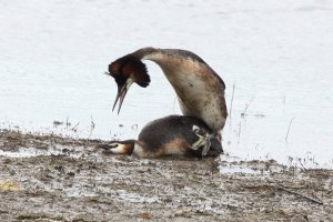 Gt Crested Grebes mating