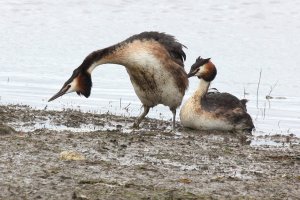 Gt Creted Grebes post mating