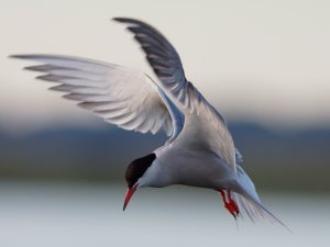 Common Tern