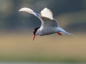 Common Tern