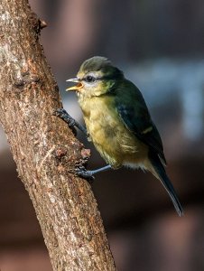 Young Blue tit