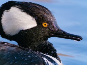 Hooded Merganser surfaces