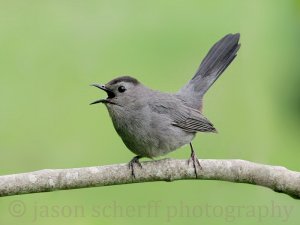 Gray Catbird