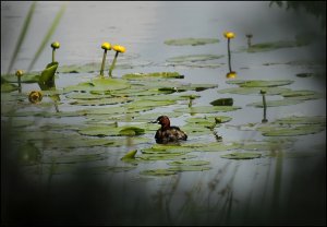 little grebe oasis.