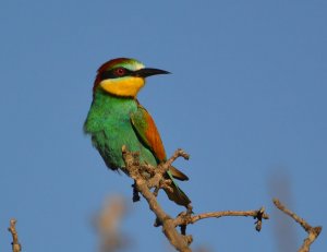 European Bee-eater (Merops apiaster) enjoying the Spanish evening sun.