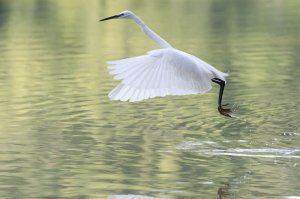 Egret take off