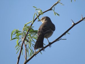 Mockingbird in the Late Afternoon