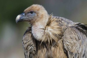 Head details of griffon vulture