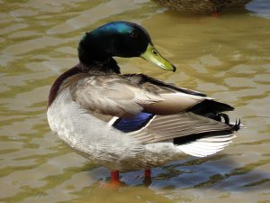 Classic Mallard with a "Twist"