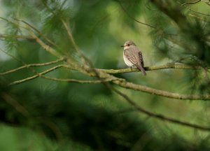 Spotted Flycatcher (Blast from the Past)