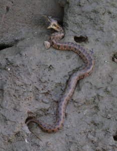 Same Snake Full Length