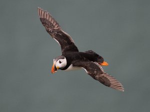 Puffin