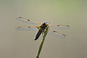 Four-spotted Chaser