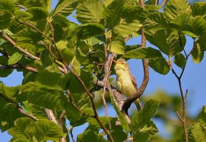 melodious warbler