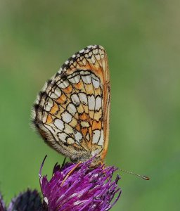 provencal_fritillary