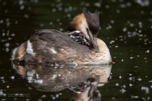 Sleeping Grebes.