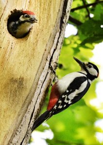 Greater spotted woodpecker and young