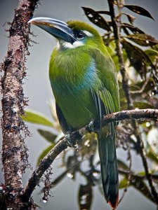 Blue-banded Toucanet