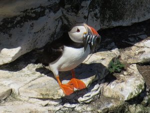 Puffin with sandeels