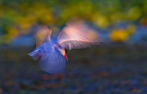 Whiskered Tern in the Danube Delta