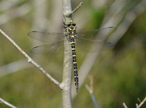 Golden-ringed Dragonfly, female