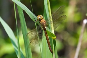 Green-eyed (Norfolk) Hawker