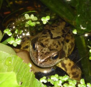 Common Frog in my pond