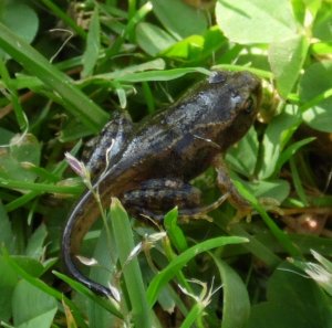 Froglet with tail