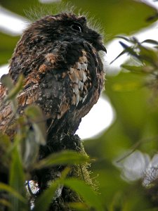 Andean Potoo