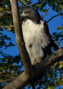 White-tailed Hawk - Buteo albicaudatus colonus