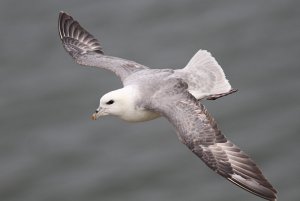 Fulmar