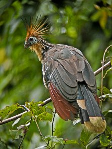 Hoatzin