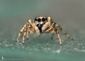 Zebra Spider