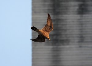 Peregrine Falcon (Juvenile, female)