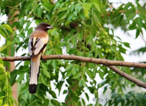 Rufous treepie