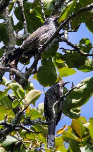 Pair of Little wattlebirds